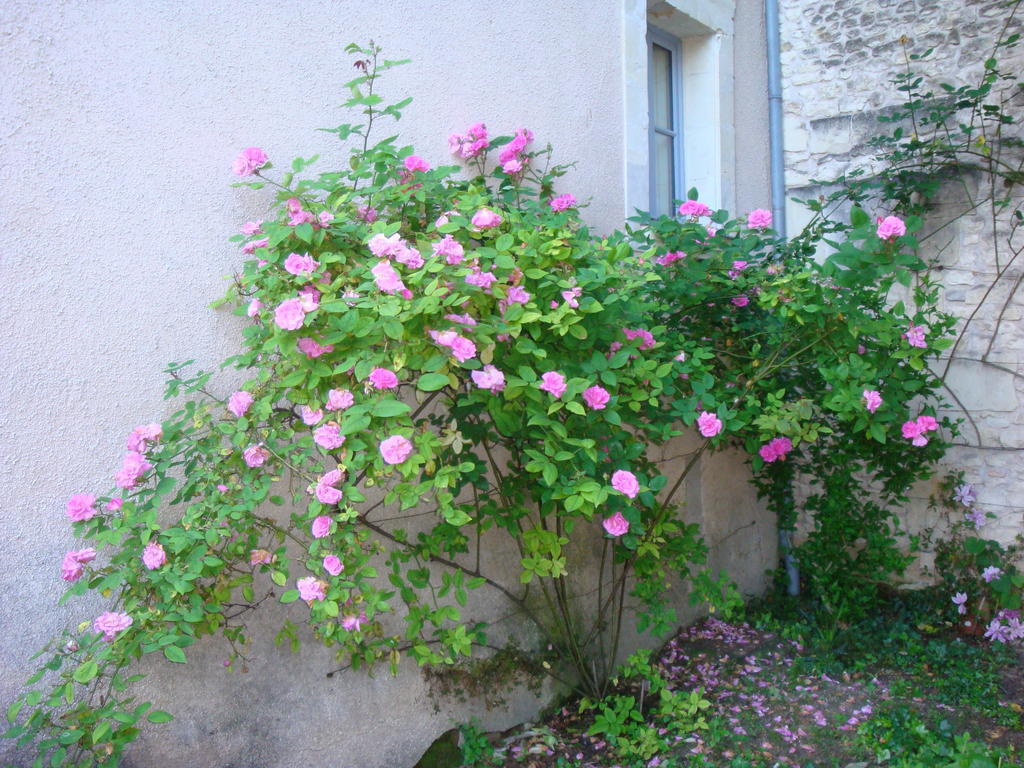 Manoir D'Orbe Ξενοδοχείο Montreuil-Bellay Εξωτερικό φωτογραφία